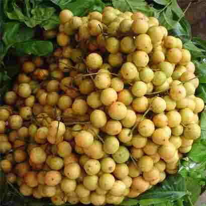 Baccaurea Motleyana (Lotkon)